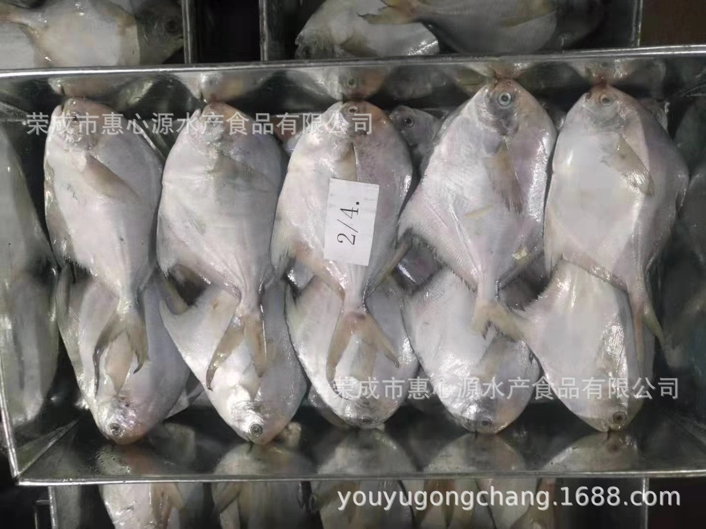 Cá biển Đan Đông, đông lạnh và tươi, sống hoang dã, cá bạc, cá trắng và cá ăn trên khắp đại dương.
