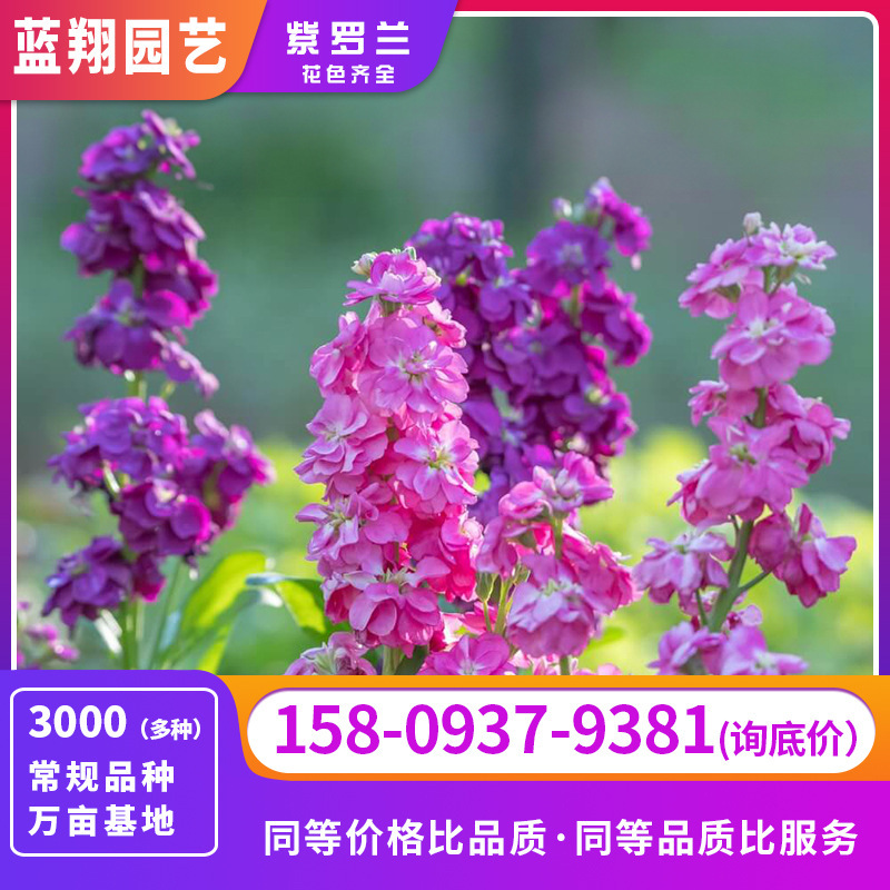 Hạt giống màu tím dự đoán màu xanh lá cây và cắt hạt. Hạt phong lan.