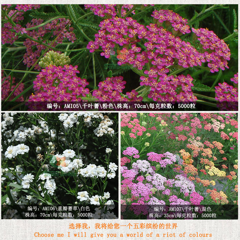 The greening of the garden seeds and the seeding of sawn flowers in the lumber seeds