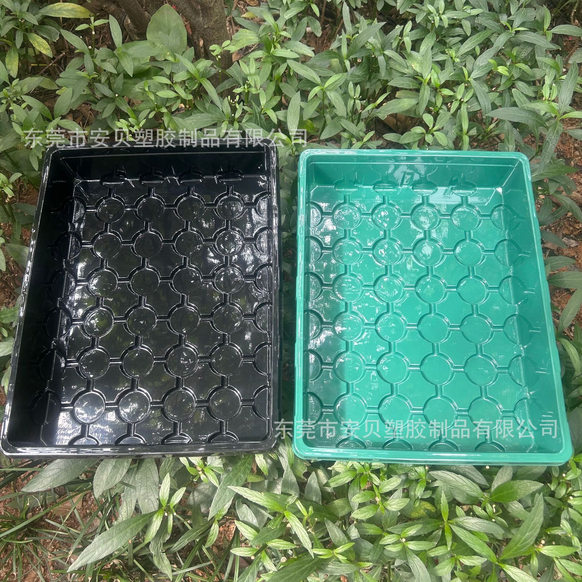 Một cái lỗ 24 lỗ chứa 48 lỗ ghép tuyến tụy trong một hộp sản sinh trái cây đa nhánh