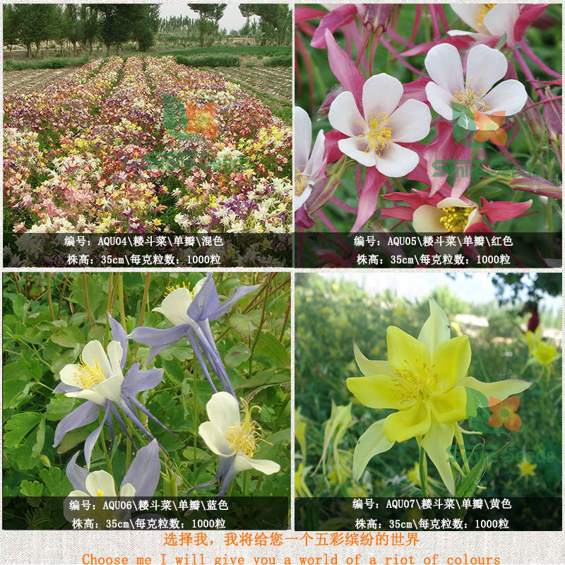 เมล็ดของกรงเล็บแมวลายคราม และเมล็ดของสุวรรณ และดอกไม้ที่ตัดดอกไม้