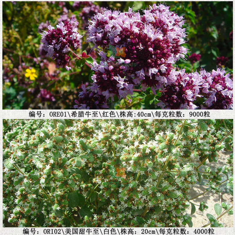 American Sweet Cow to Seed Project Green Landscape Garden, Greek cattle to seeds of fragrance pizza flower seeds