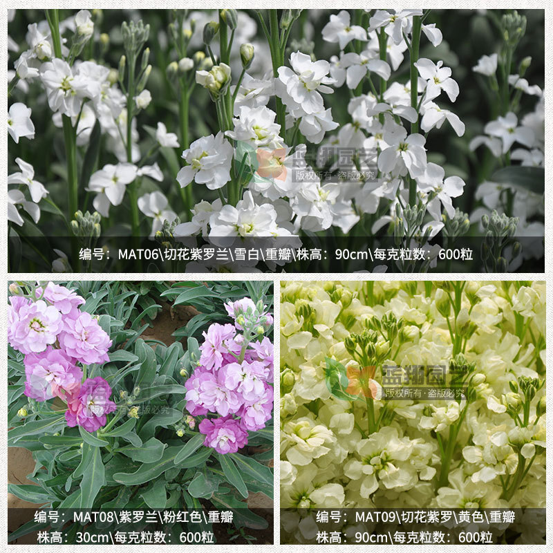 violet Seed balconies 프로젝트는 씨앗 꽃다발을 녹여 씨앗을 잘라냅니다. roach orchid의 씨앗.
