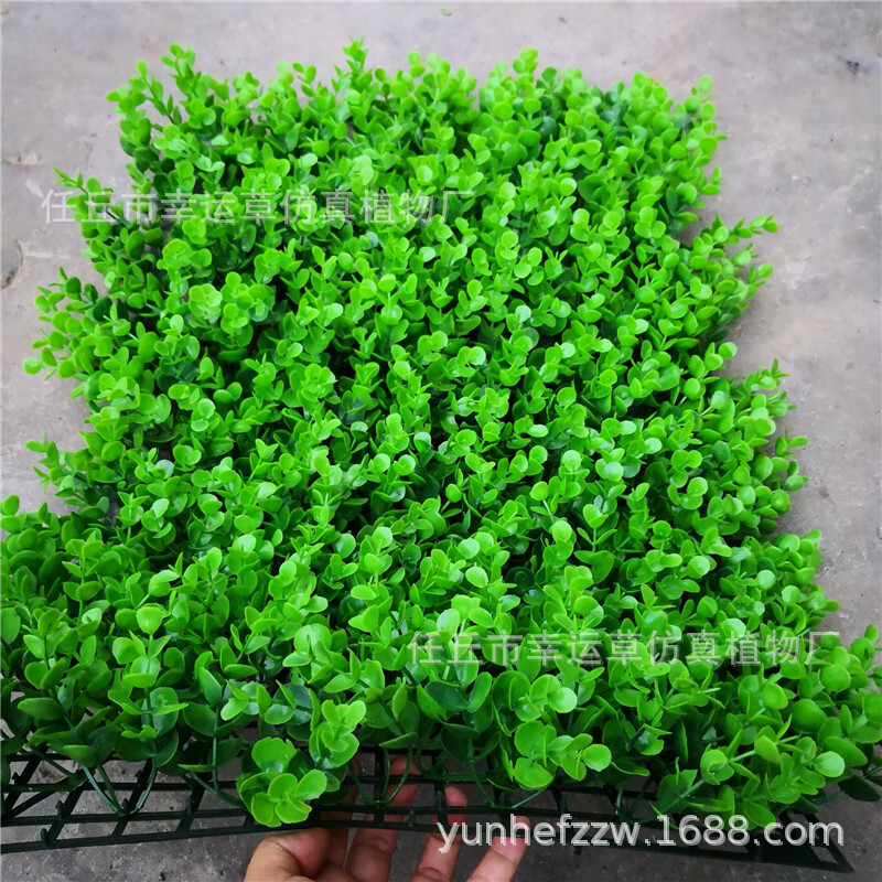 Bắt chước bãi cỏ tiền, lá lớn, cỏ quay, lá to, lá lớn, tường xanh lá cây.