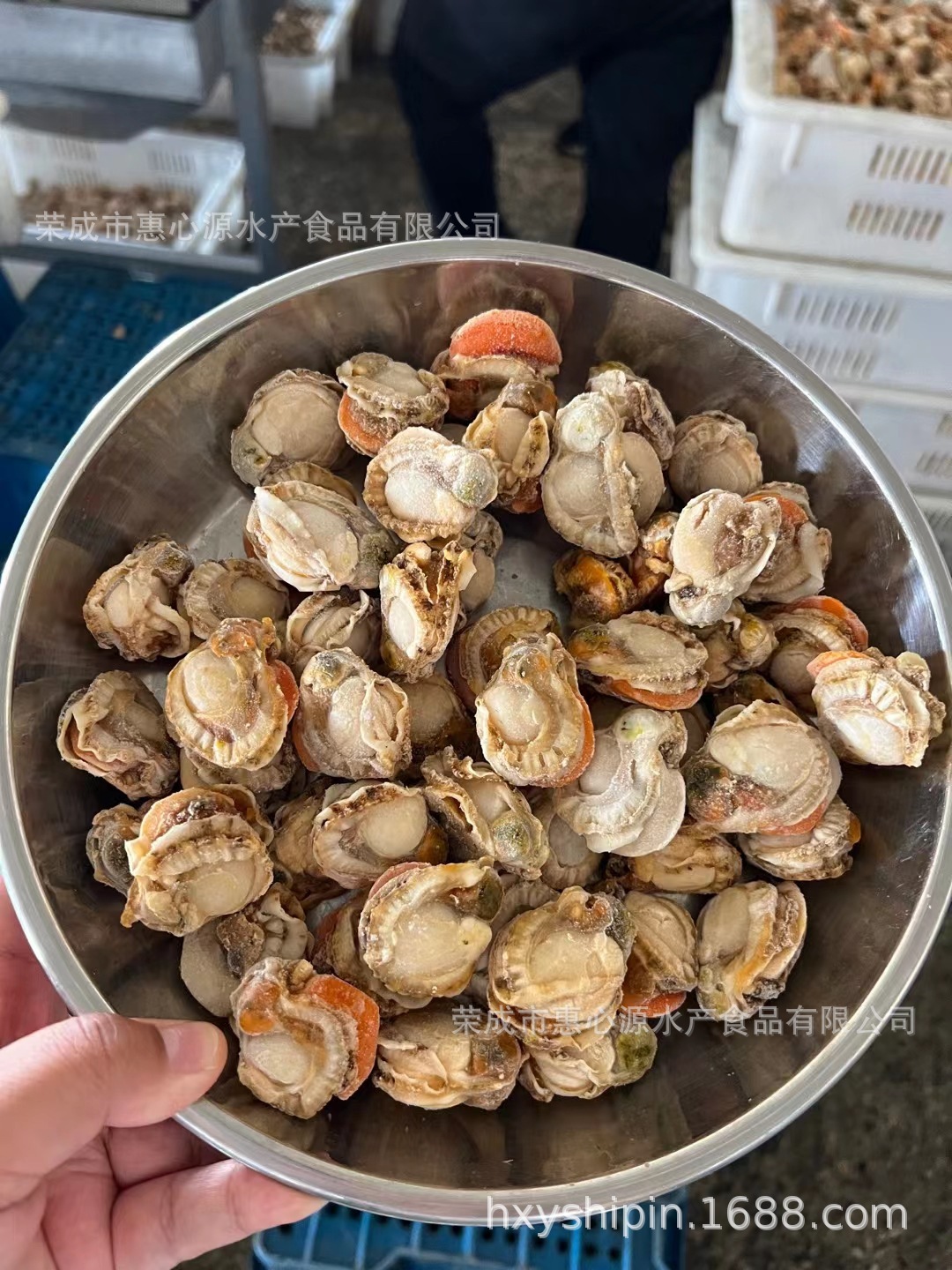 Máy hút bụi vỏ sò, tươi và sẵn sàng ăn.