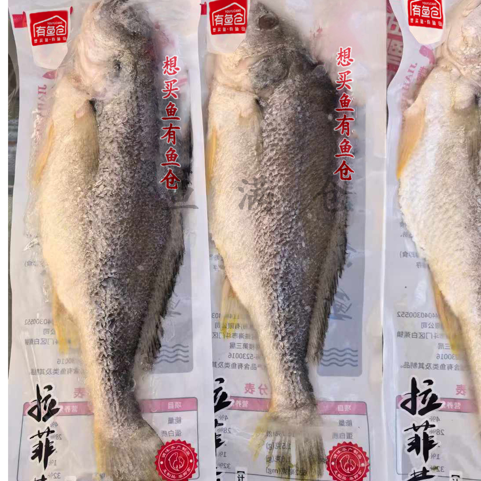 Có một kho cá đầy cá vàng, một con cá vàng đông lạnh, sống đông lạnh và nhanh.
