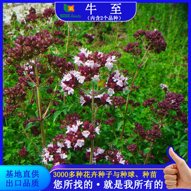 American Sweet Cow to Seed Project Green Landscape Garden, Greek cattle to seeds of fragrance pizza flower seeds