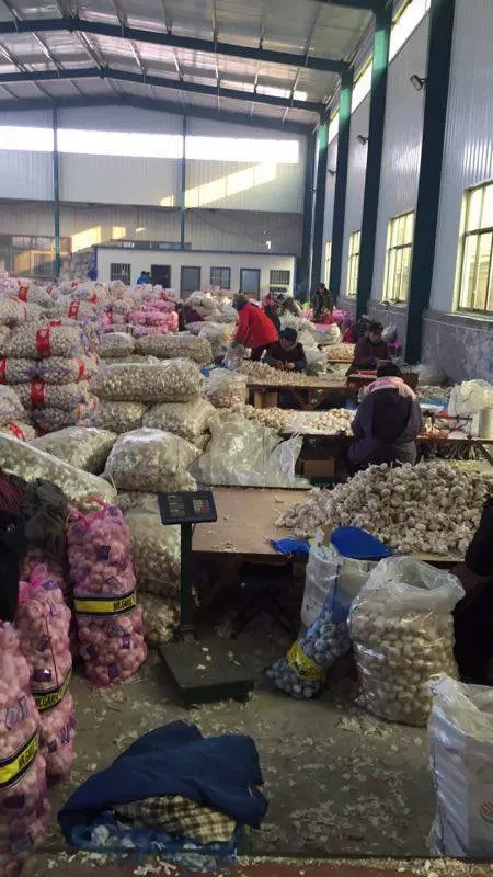 Công ty TNHH Thực phẩm cao cấp Sơn Đông