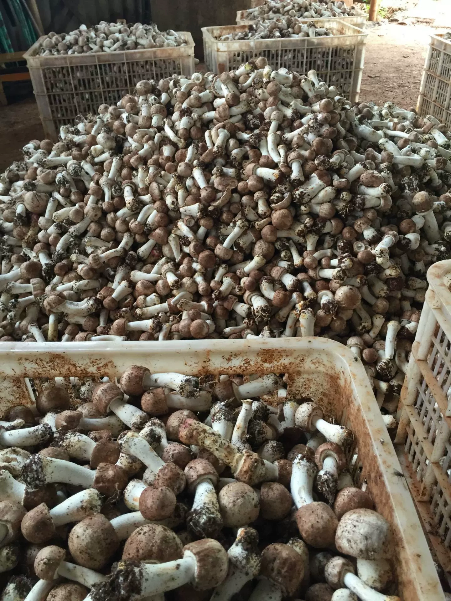 Công ty TNHH Thực phẩm Gia đình Vân Nam Fikang