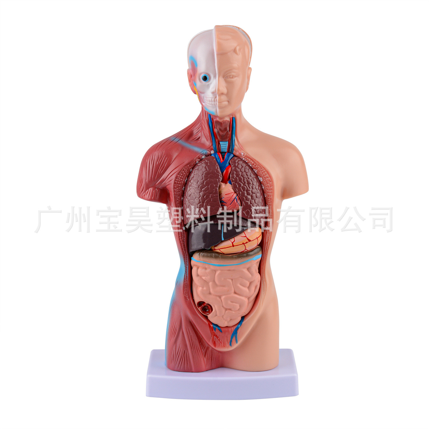 A human body teaching model 28CM human torso anatomy model can dissect human stem organ models