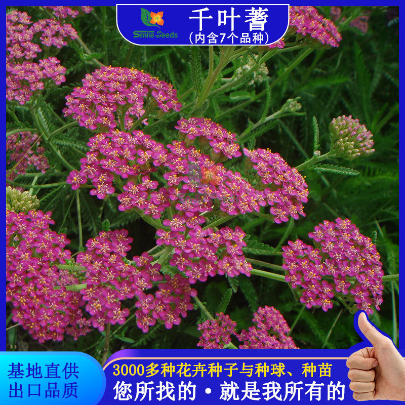 The greening of the garden seeds and the seeding of sawn flowers in the lumber seeds
