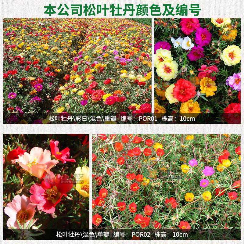 Hoa hướng dương gieo hạt thông, ban công gia đình nhìn khu vườn hạt giống của răng ngựa