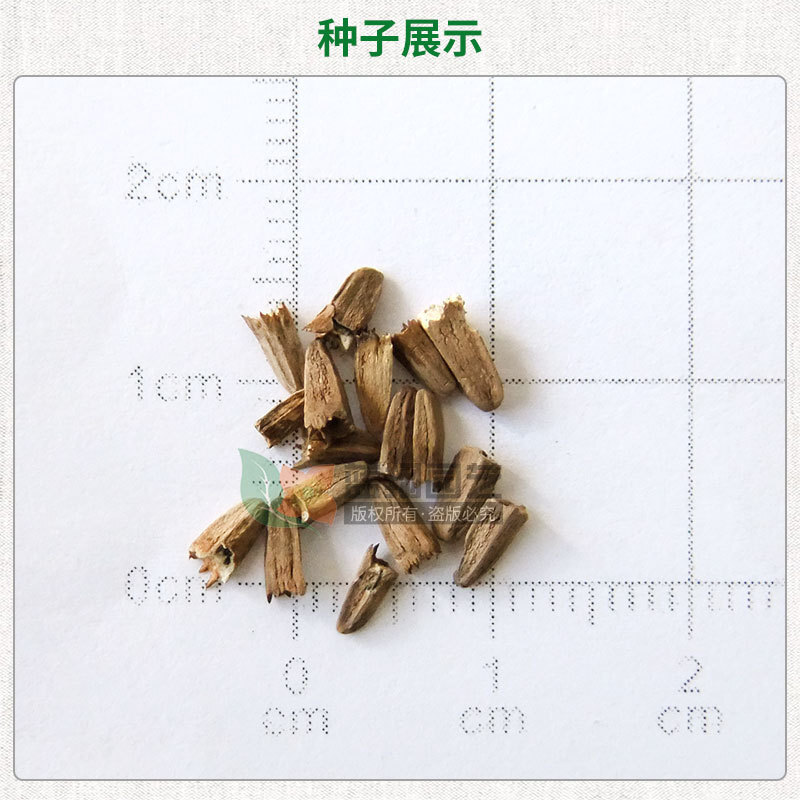Toàn bộ các tháp hoàng hôn màu xanh lá cây phong cảnh của ban công dán tường những bó hoa cướp những bó hoa