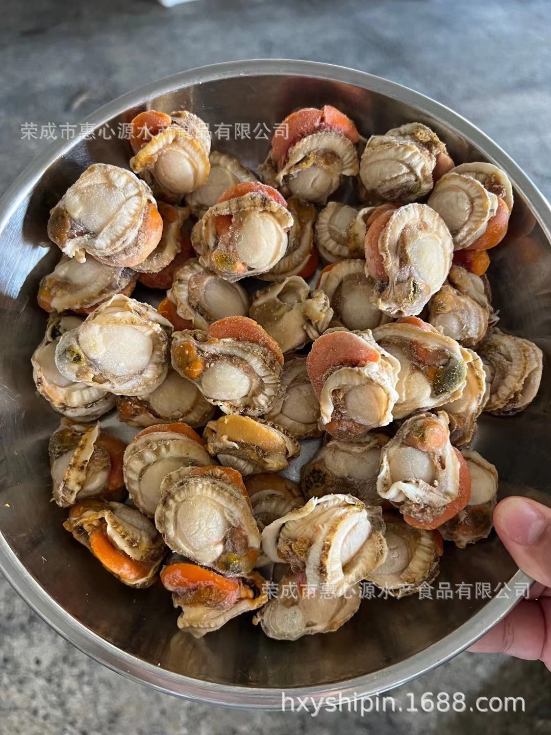 Máy hút bụi vỏ sò, tươi và sẵn sàng ăn.
