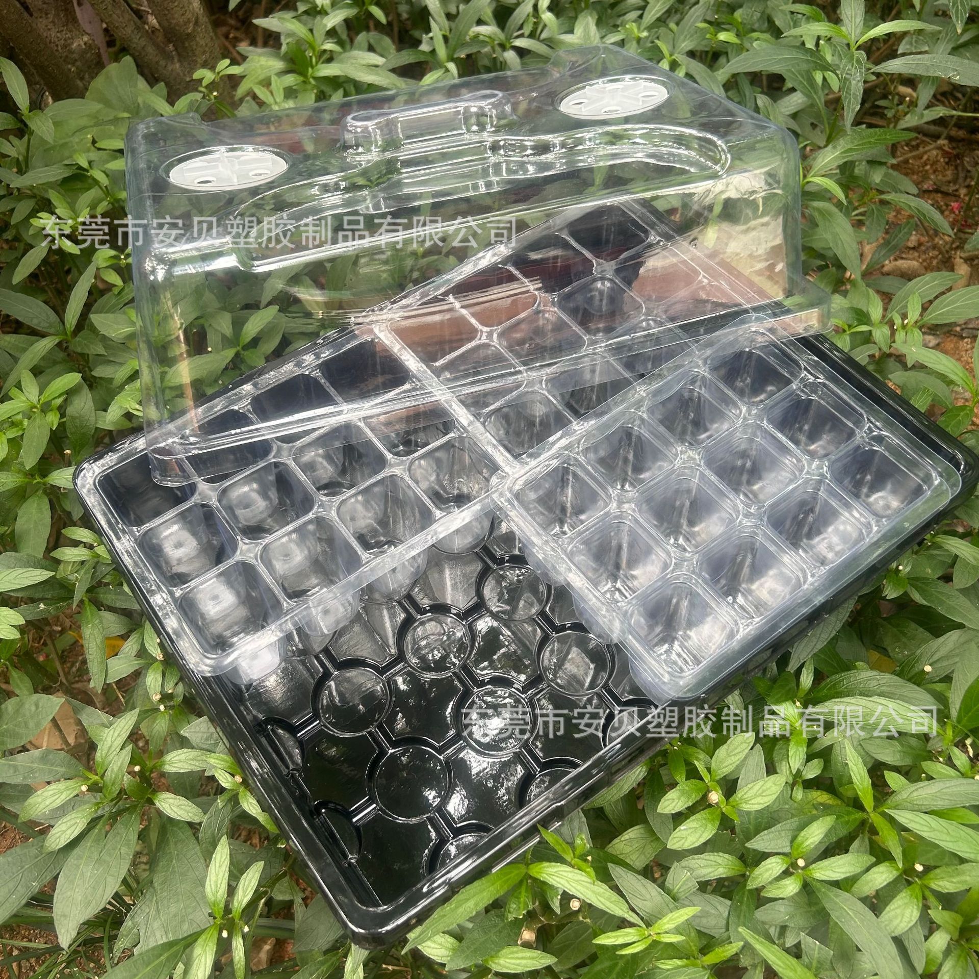Một cái lỗ 24 lỗ chứa 48 lỗ ghép tuyến tụy trong một hộp sản sinh trái cây đa nhánh