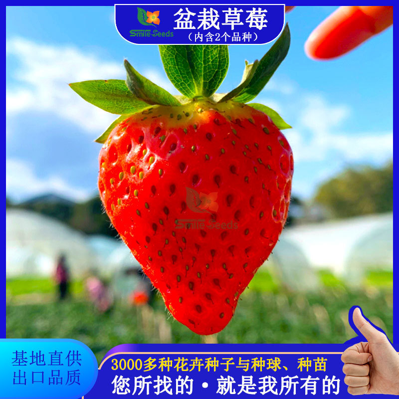Toàn bộ hạt dâu được trồng bốn mùa hạt kem dâu trong xương chậu