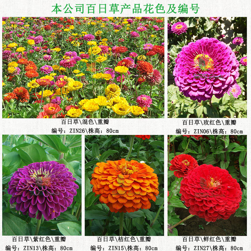 The 100-day sungrass balconies 프로젝트 greens the fireball bouquet 꽃다발 꽃다발에 대한 chrysanthes