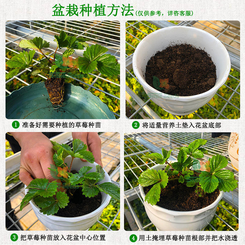 Toàn bộ hạt dâu được trồng bốn mùa hạt kem dâu trong xương chậu