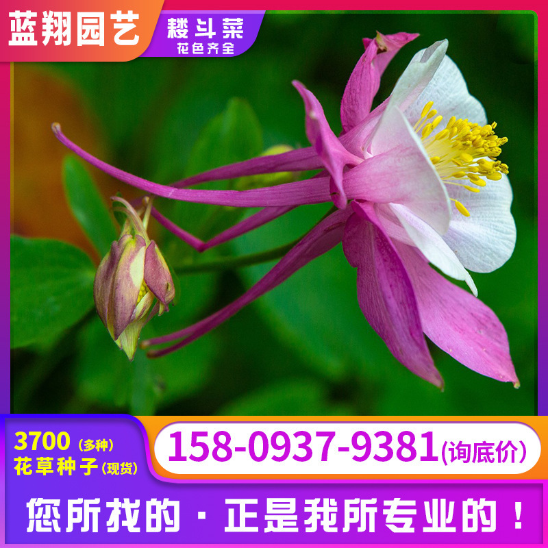 Hạt giống của móng vuốt mèo sứ và hạt giống của mặt trời tắm và hoa cắt hoa.