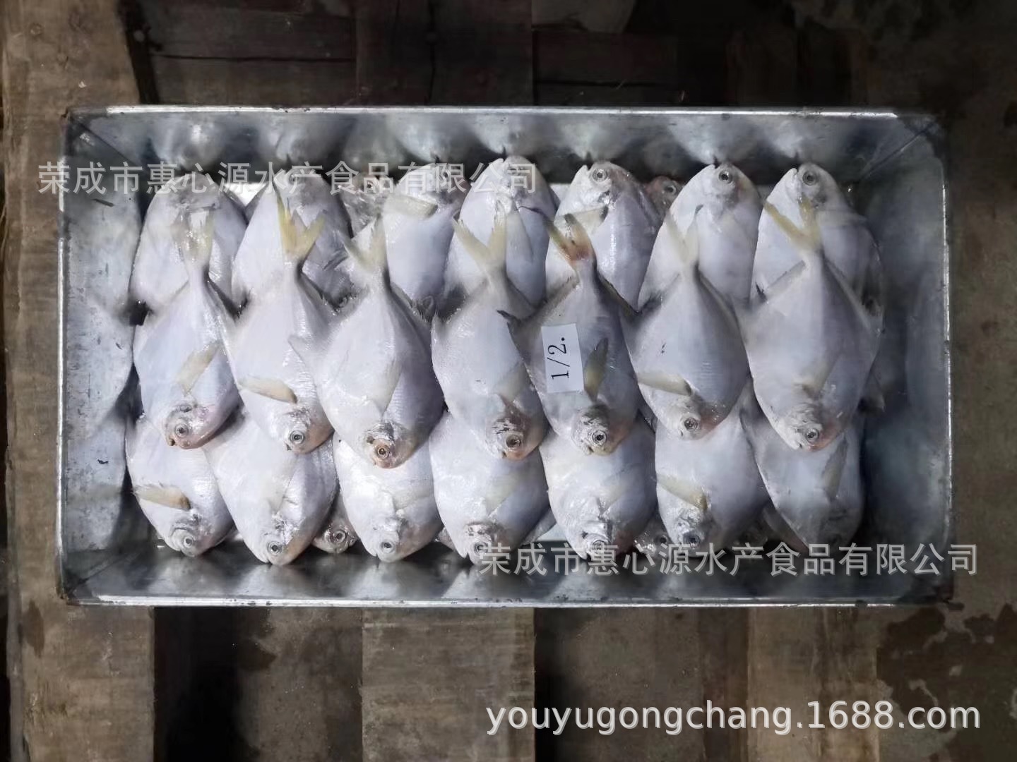 Cá biển Đan Đông, đông lạnh và tươi, sống hoang dã, cá bạc, cá trắng và cá ăn trên khắp đại dương.