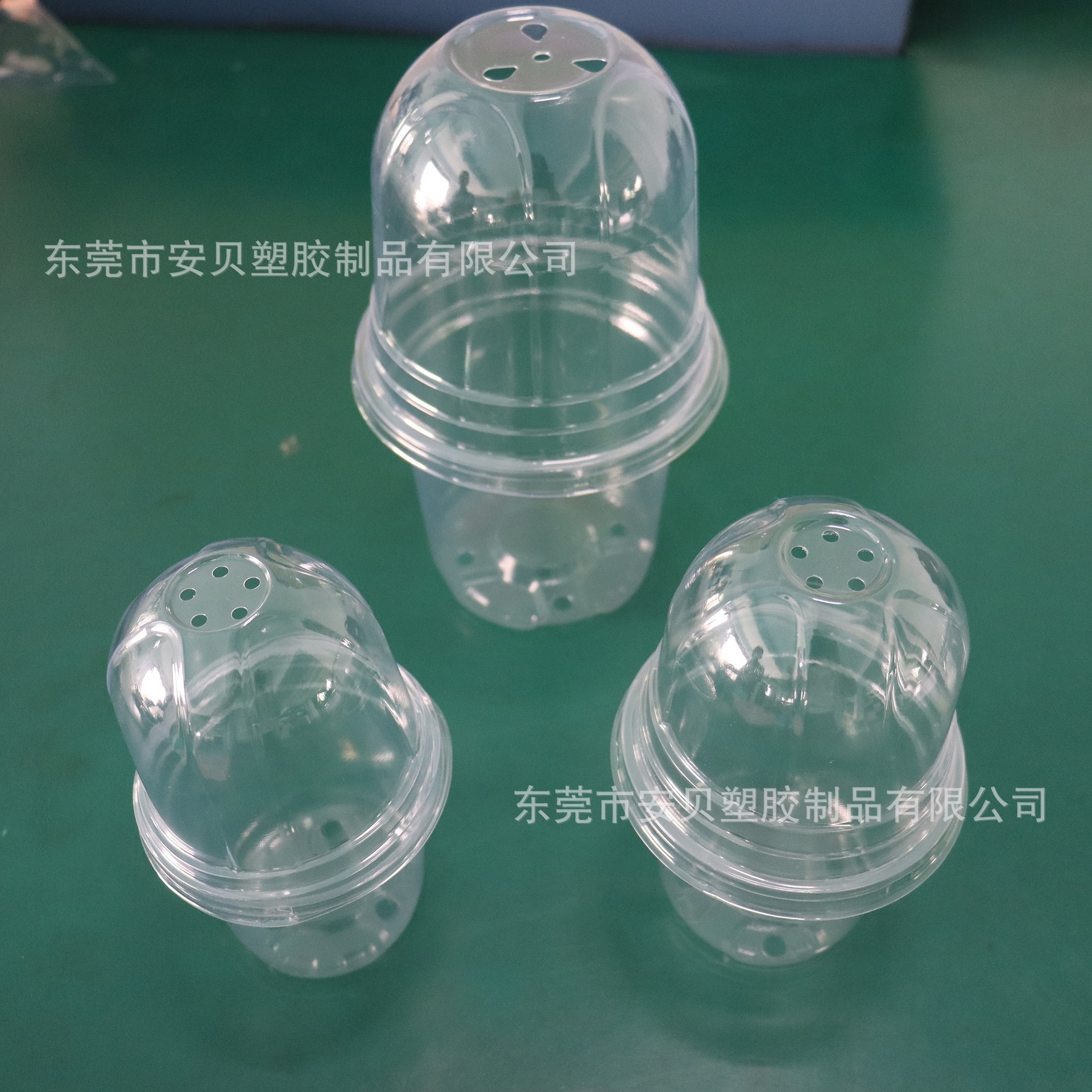 Sự nuôi dưỡng của một chậu hoa sinh-con lai cứng-con lai