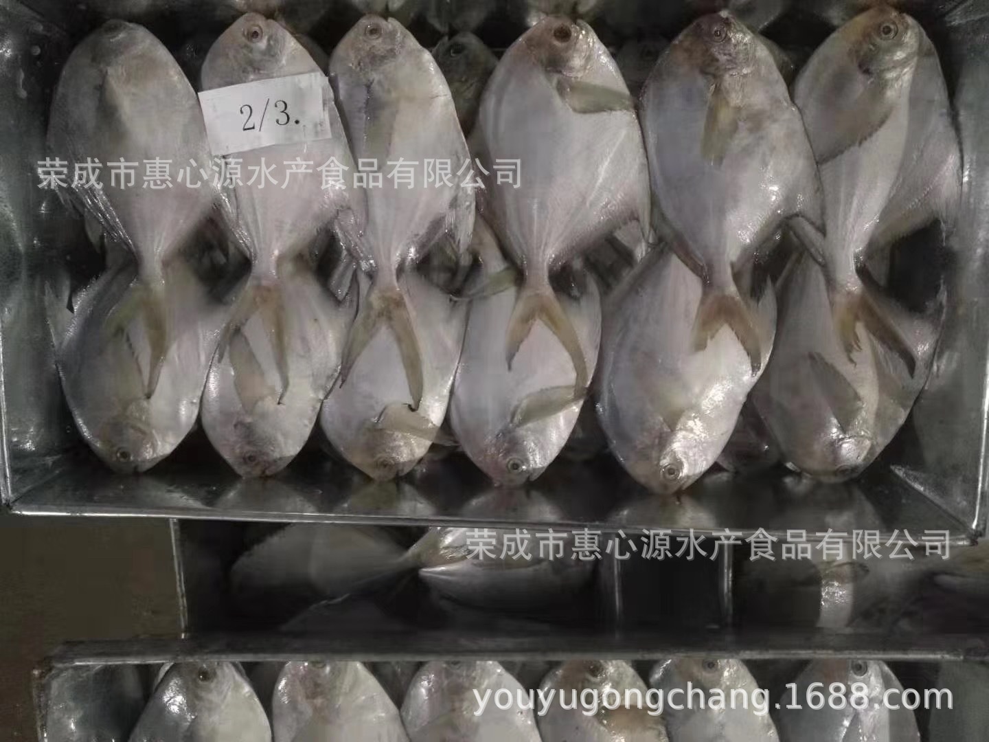 Cá biển Đan Đông, đông lạnh và tươi, sống hoang dã, cá bạc, cá trắng và cá ăn trên khắp đại dương.