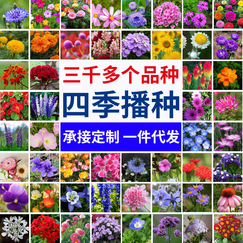 Bốn mùa của hạt giống nhà làm vườn nhà vườn từ những gói nhỏ hạt giống trong nước