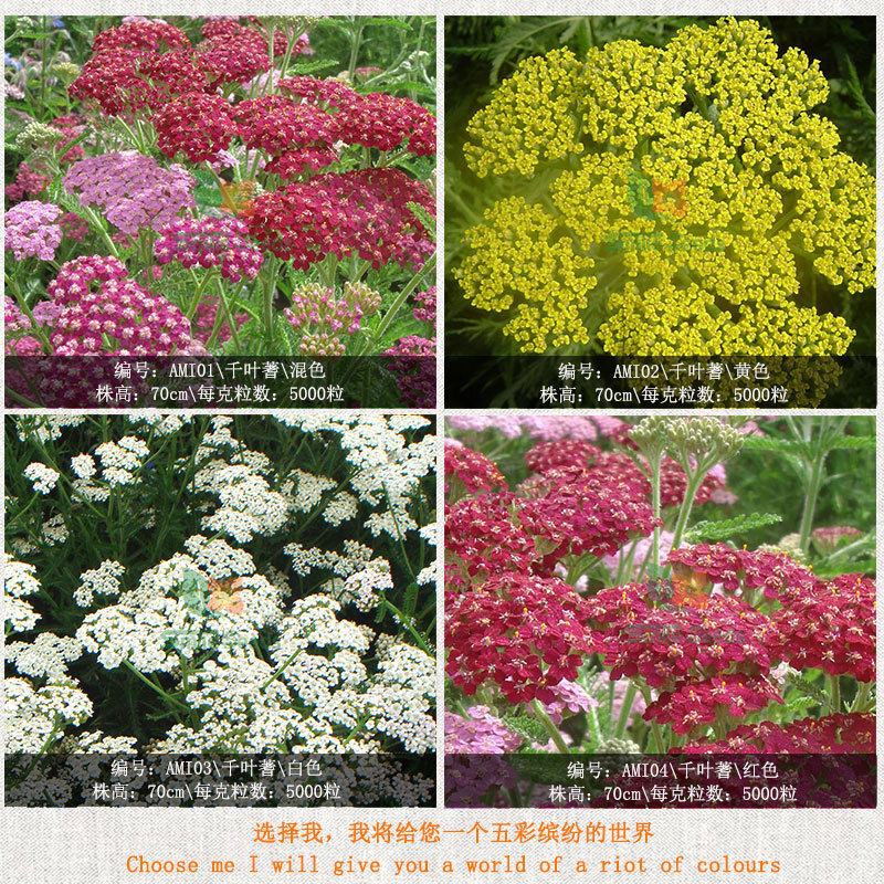 The greening of the garden seeds and the seeding of sawn flowers in the lumber seeds