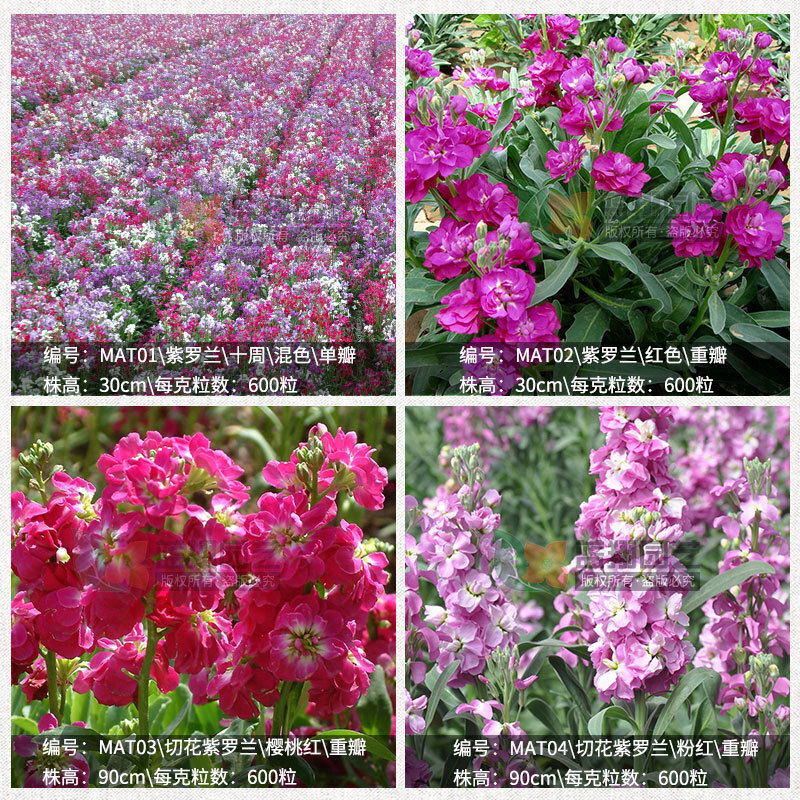 violet Seed balconies 프로젝트는 씨앗 꽃다발을 녹여 씨앗을 잘라냅니다. roach orchid의 씨앗.