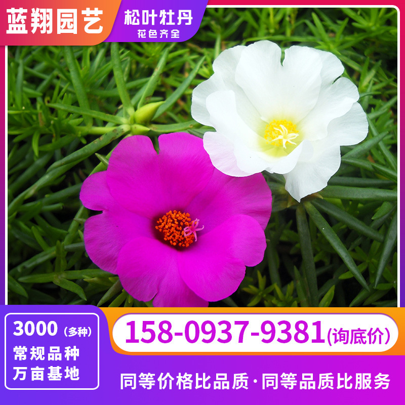 Hoa hướng dương gieo hạt thông, ban công gia đình nhìn khu vườn hạt giống của răng ngựa
