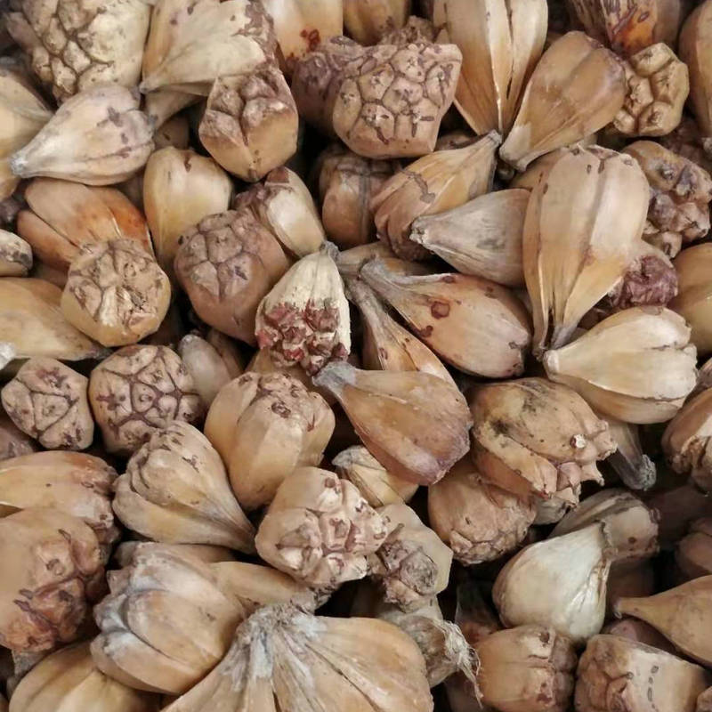 Hạt giống máu khô Pineapple, đất trồng dứa hoang dã.