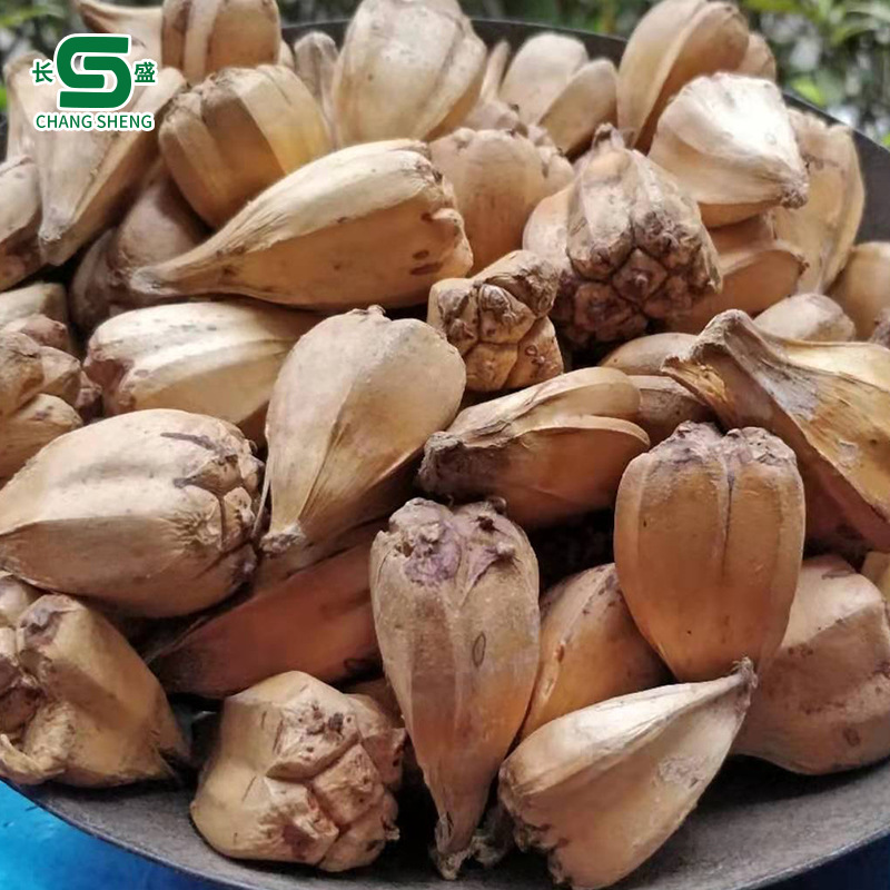 Hạt giống máu khô Pineapple, đất trồng dứa hoang dã.