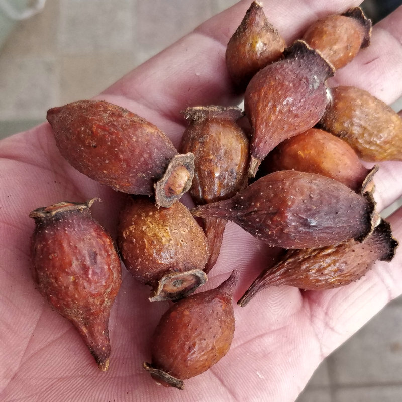 Chẳng có thuốc gì trong lưu huỳnh để phân phối quả anh đào tươi và thịt gà để ăn.