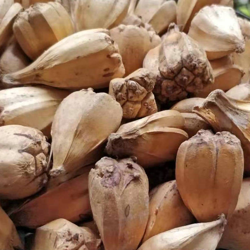 Hạt giống máu khô Pineapple, đất trồng dứa hoang dã.
