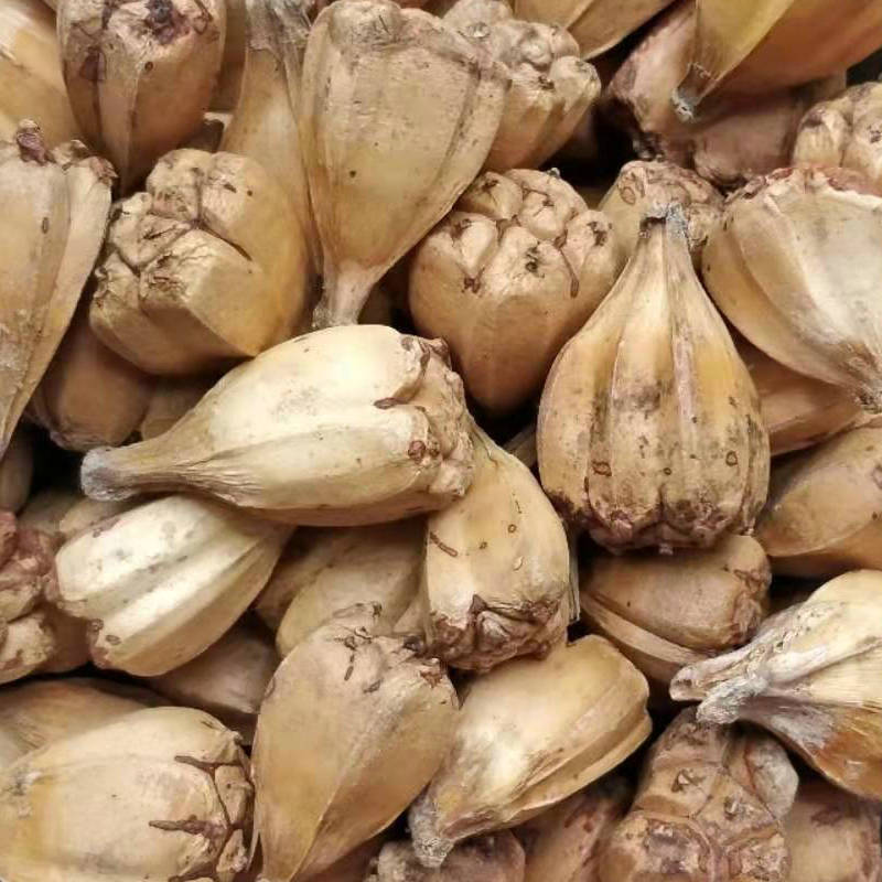 Hạt giống máu khô Pineapple, đất trồng dứa hoang dã.
