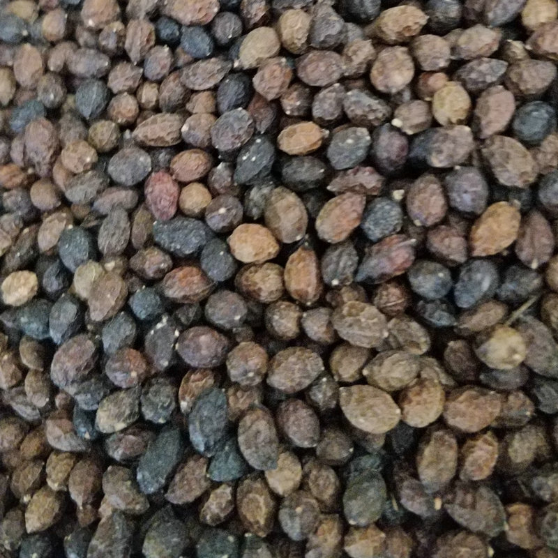 Các lưu huỳnh không có lưu huỳnh phun, các con vịt cũ, mới, nhà máy thuốc.