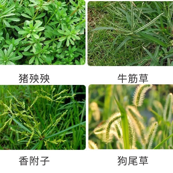 20% lượng amoni amoni photpho.