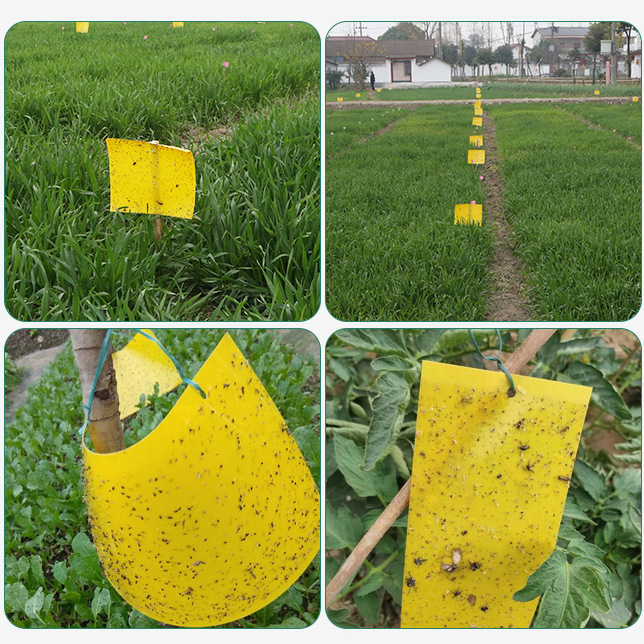Một người làm vườn trà màu xanh lá vàng với một con ruồi bay trên trời.