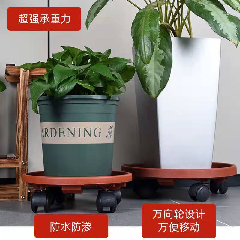 Nguồn tiền mặt của đĩa nhỏ được cung cấp cho cây trồng