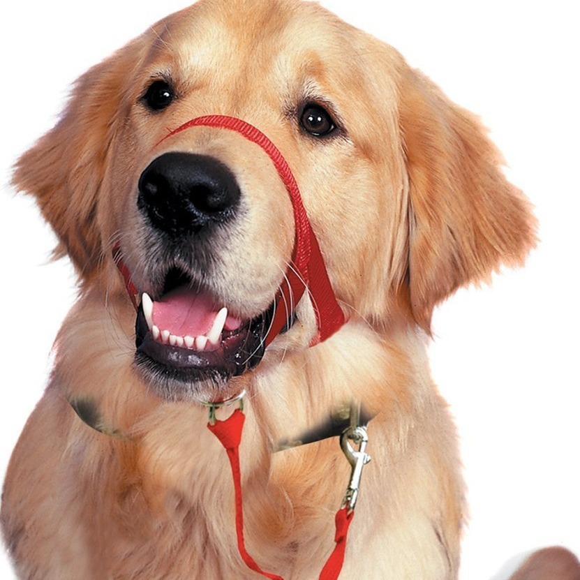 Thú cưng mới của con chó thẳng miệng-sniff-sniff-sniff-sniff-sniff-sniff-sniff-snack-snack-sniff-sniff-snnnack-snack-snack-snack-snnack-snack-snack-snack-snack-snack-snack-snnnnass-snass-s-snnass-snass-snass-snass-snack-snack-s.