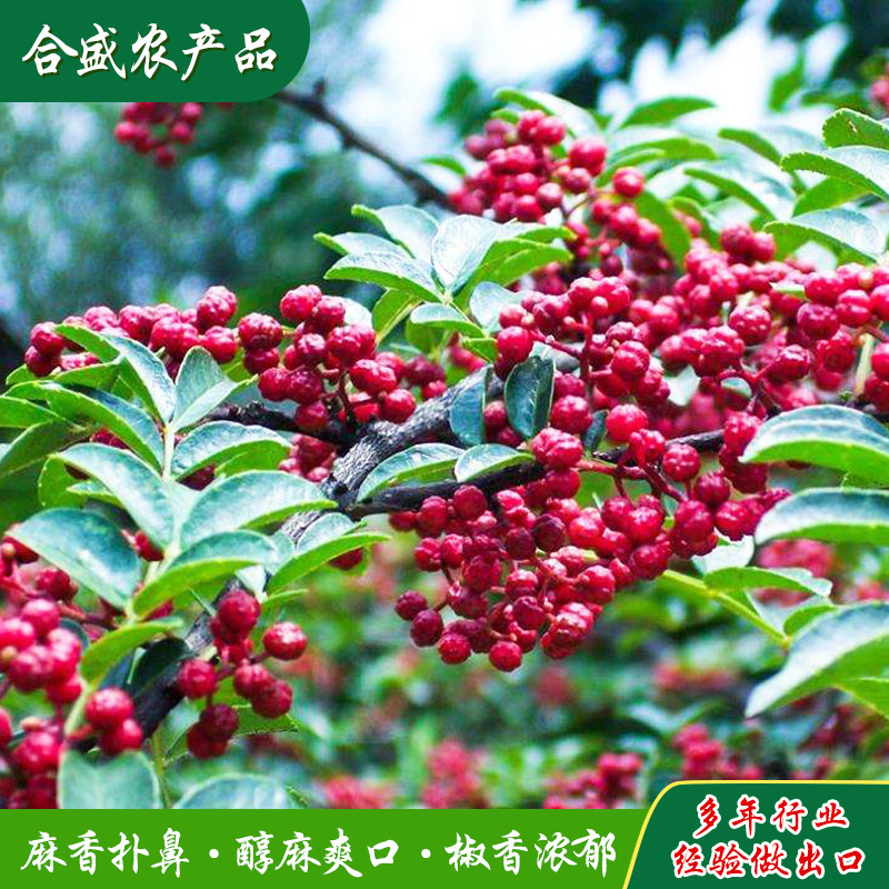 Hạt tiêu đỏ của Trần Chân, ớt ớt đỏ khô, 500g.