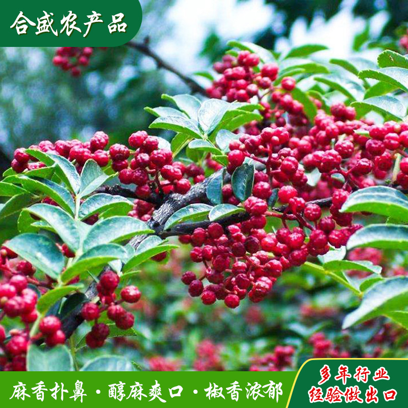 Hạt tiêu đỏ được xuất ra từ nhà máy, và tất cả các loại gia vị được xuất ra.