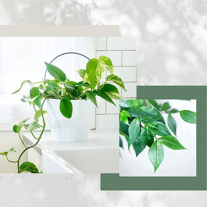Những viên đá ngoài trời, cây cối leo lên, sáng tạo ủng hộ nền văn hóa nông nghiệp của các bó hoa, băng qua biên giới.