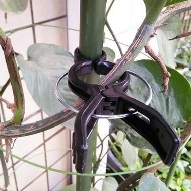 Cái kẹp của người làm vườn và cà chua và cây nho và cái bệ của sâu bọ hỗ trợ cho trái cây.