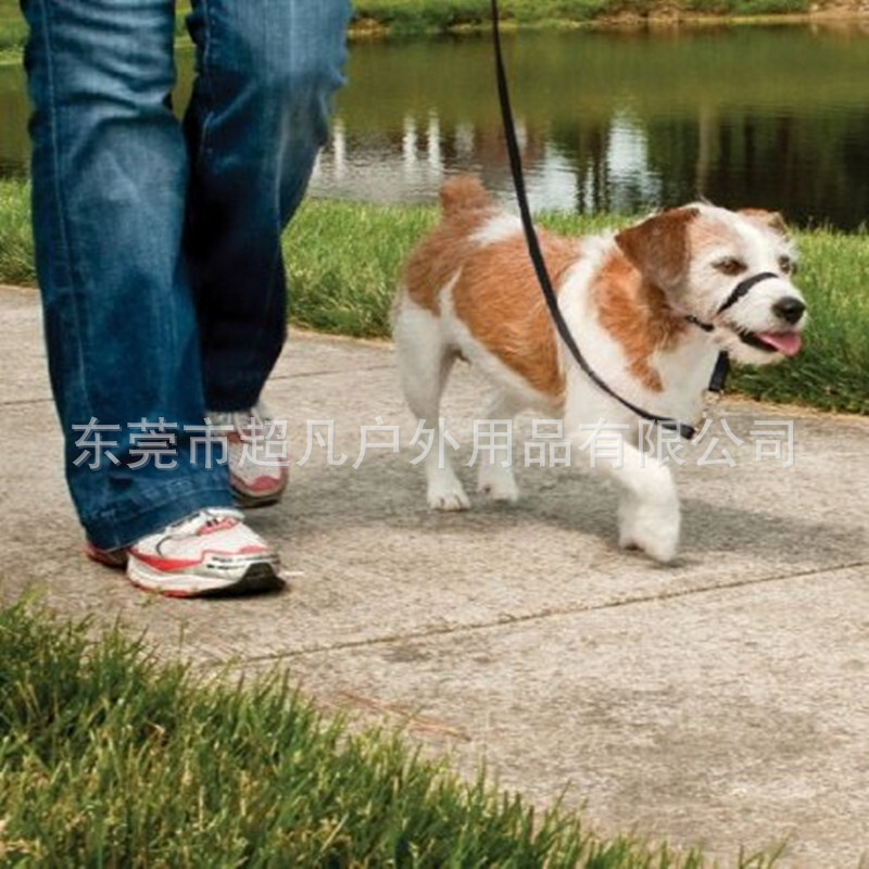Thú cưng mới của Shenzhen được bán với giá thấp. Vòng Nasal buộc dây thừng.