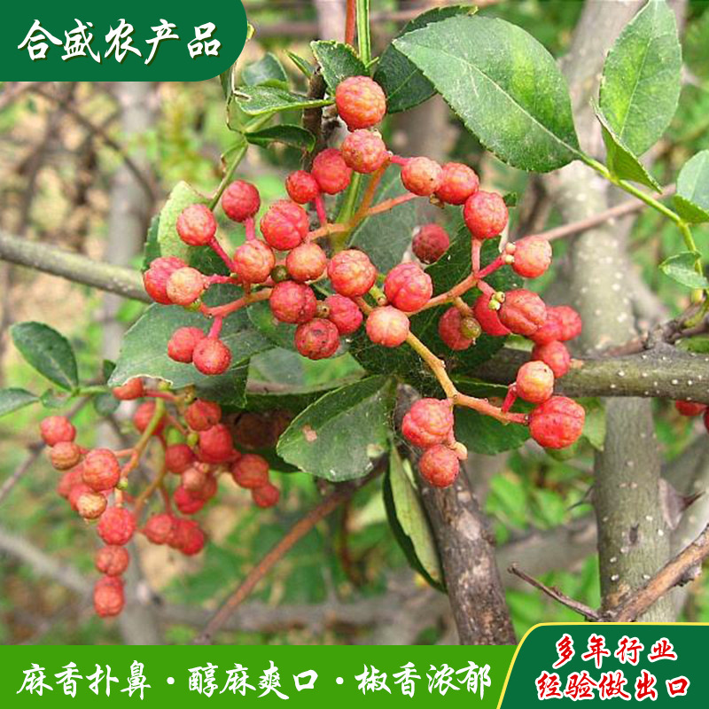 Ngoại thương Xuất khẩu Lẩu OEM Pie Pie Pie Pie Pie Pie Pie Pie Pie Pie