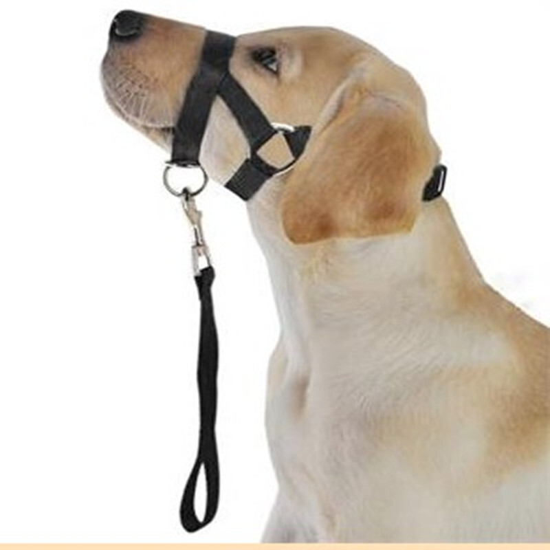 Thú cưng mới của con chó thẳng miệng-sniff-sniff-sniff-sniff-sniff-sniff-sniff-snack-snack-sniff-sniff-snnnack-snack-snack-snack-snnack-snack-snack-snack-snack-snack-snack-snnnnass-snass-s-snnass-snass-snass-snass-snack-snack-s.