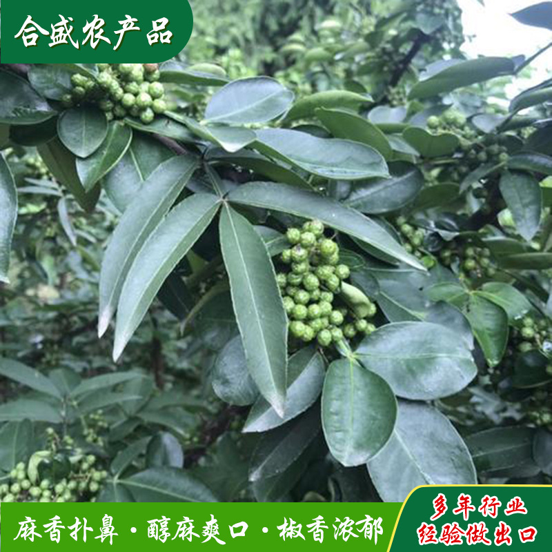 Xuất ra một bình ớt cay từ những hạt tiêu xanh của những nông dân Châu Âu ăn được.