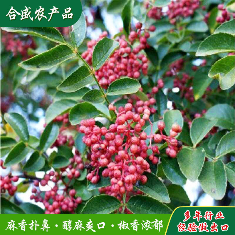 Hạt tiêu đỏ của Trần Chân, ớt ớt đỏ khô, 500g.