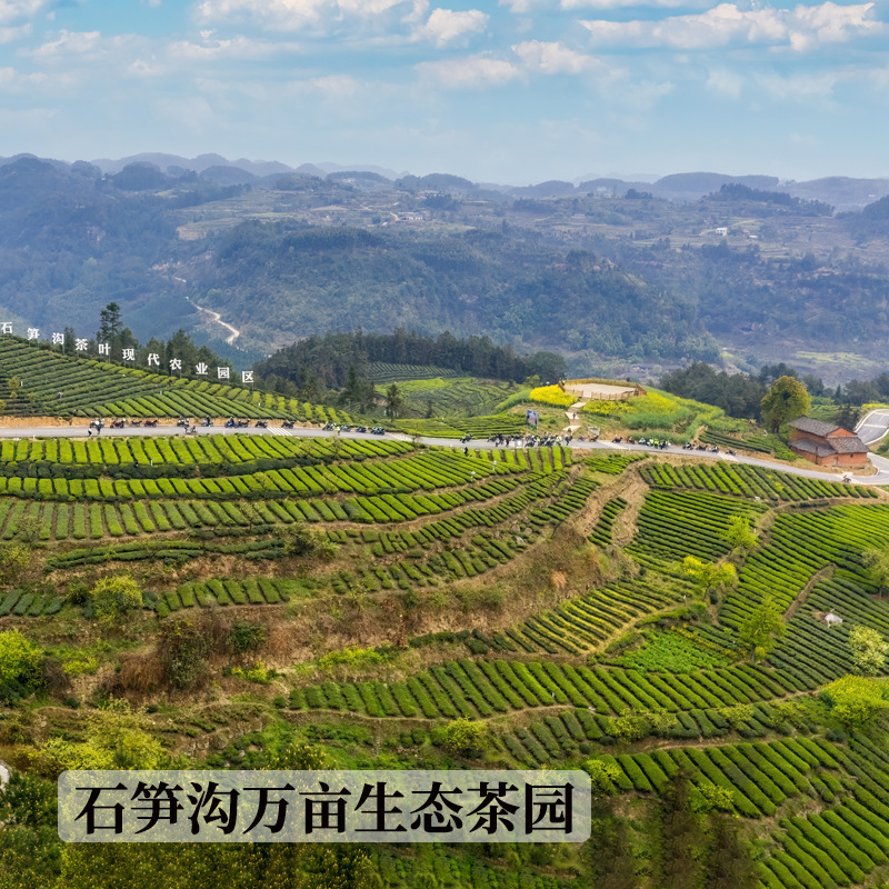 Sichuan Jasmine Tea Class Snow Peak Whole Wholesale Supply Chain.